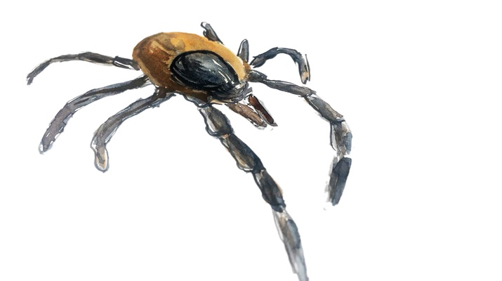 Illustration einer Zecke