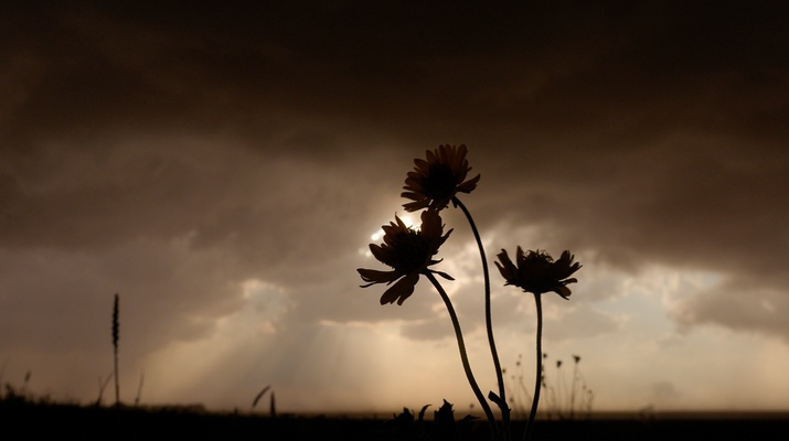 Aufkommendes Unwetter mit den Umrissen einer Blume im Gegenlicht