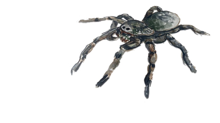 Südrussische Tarantel