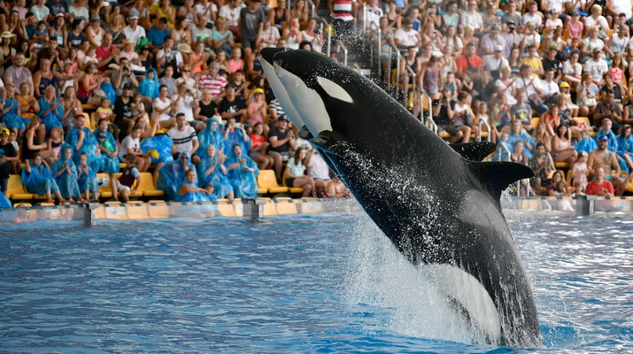 Zwei Orcas vor Publikum im Loro Park, Teneriffa
