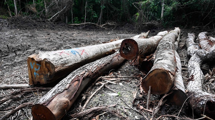 Zedern- und Mahagonistämme liegen auf einem Waldboden