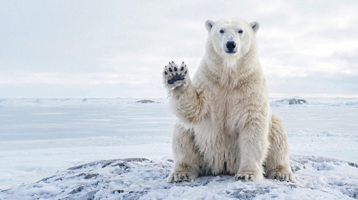 Eisbär, der einen klingonischen Gruß zeigt