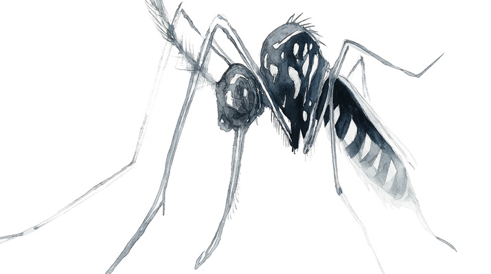 Asiatische Buschmücke