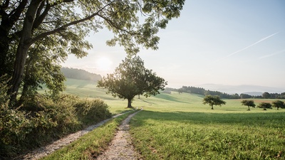OBERÖSTERREICH TOURISMUS GMBH/MAYBACH Landschaft mit Feldweg im Mühlviertel