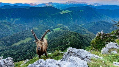 STEIERMARK TOURISMUS/VOLKER PREUSSER Alpensteinbock auf der Roten Wand/Teichalm mit Blick auf Grazer Bergland