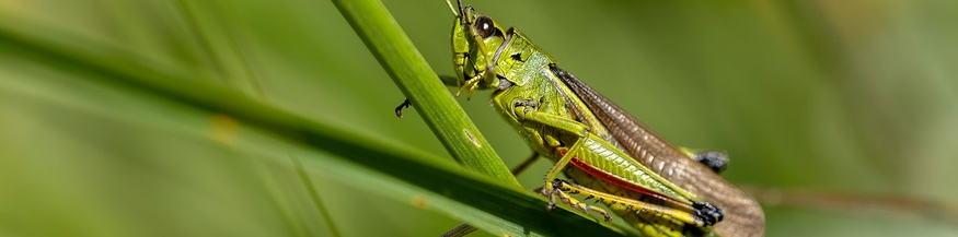 Heuschrecke