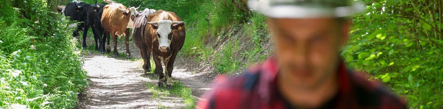 Mann mit Kühen auf einem Weideweg