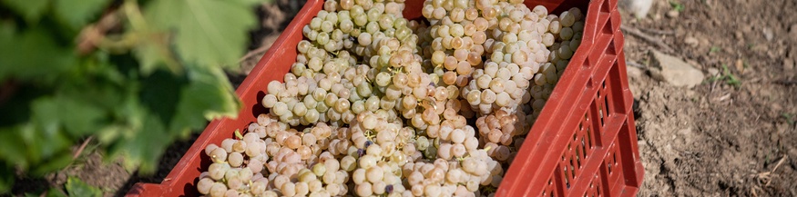 Geerntete Weintrauben.