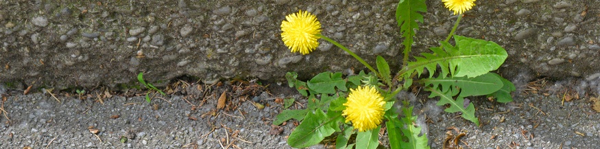 Löwenzahn