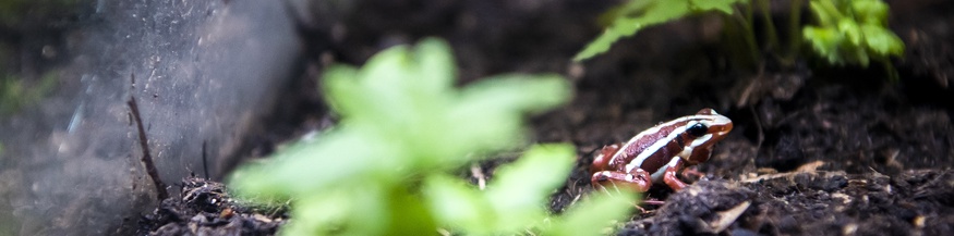 Kleiner Frosch in einem Vivarium