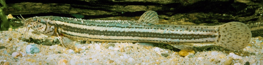Schlammpeitzger