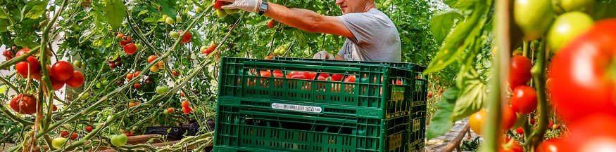 Ein Mitarbeiter mit Schwerbehinderung erntet im Gewaechshaus reife Tomaten