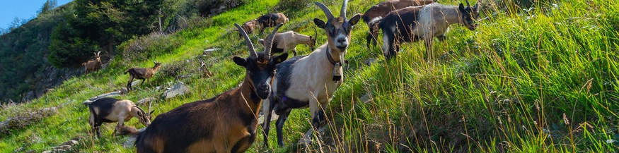 Ziegen in Südtirol