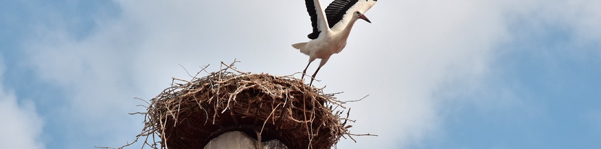 Ein vom Storchennest wegfliegender Storch in Rust im Burgenland