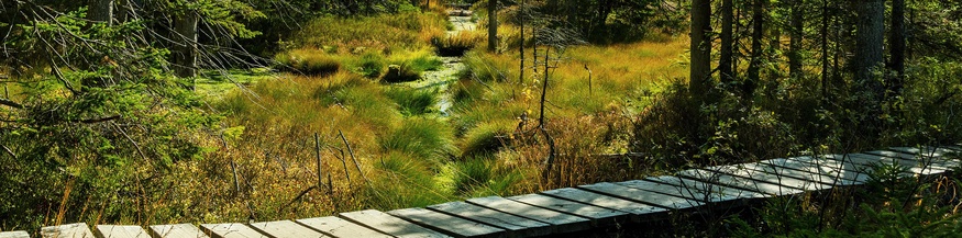 Holzbrücke im Wald