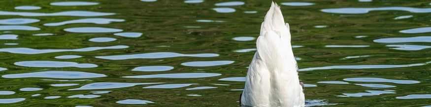 Tauchender Schwan