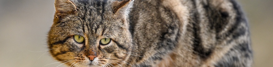 Kater auf Strohballen