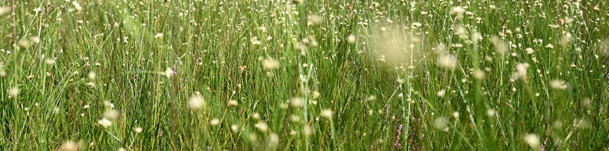 Wiese, Moorlandschaft