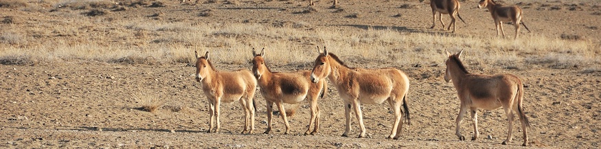 Kulane in der Wüste Gobi