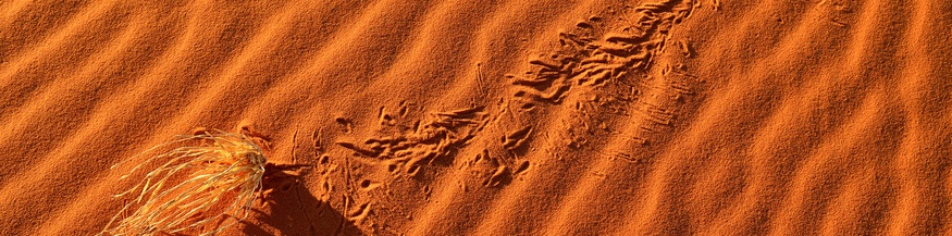 Spuren im Sand der algerischen Wüste