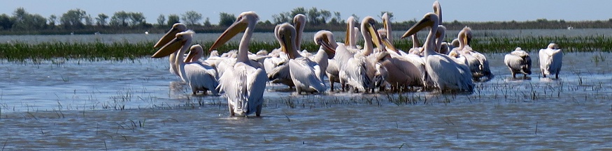 Donau-Erkundung: Pelikane