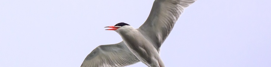Flusseeschwalbe
