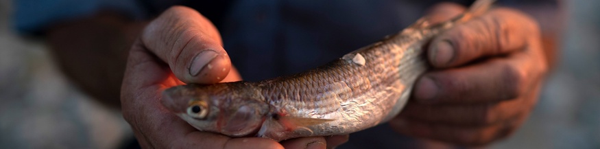 Fischer hält Fisch aus dem Vjosa-Fluss