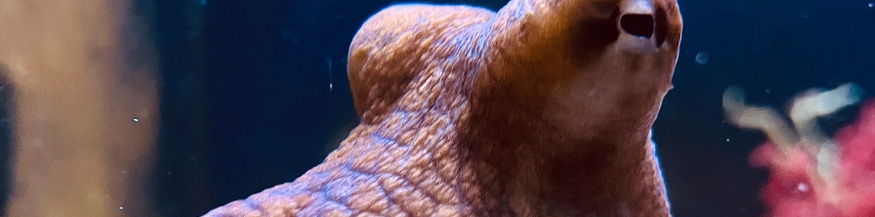 Oktopus