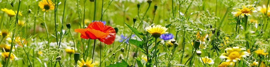 Wildblumenwiese