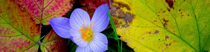 Herbstblätter und Herbstzeitlose