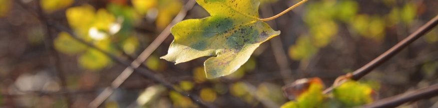 Herbstblätter