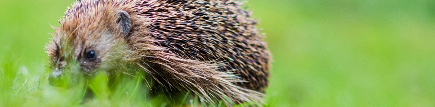 Igel