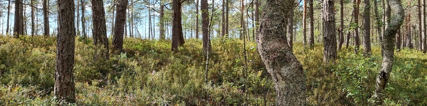 Die Wälder Estlands