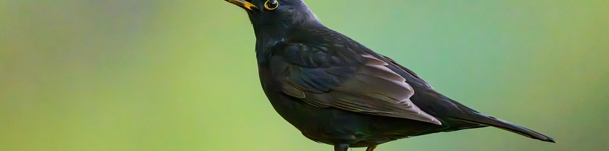 Amsel
