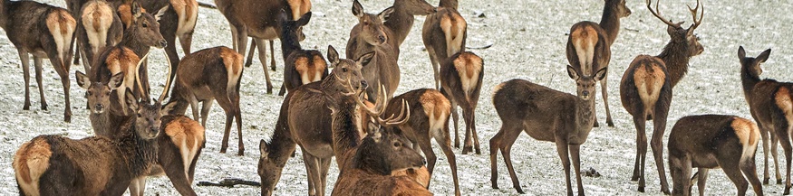Gämse und Rothirsche