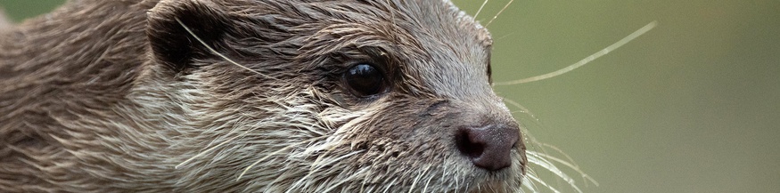 Otter