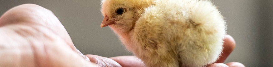 Küken in einer Handfläche