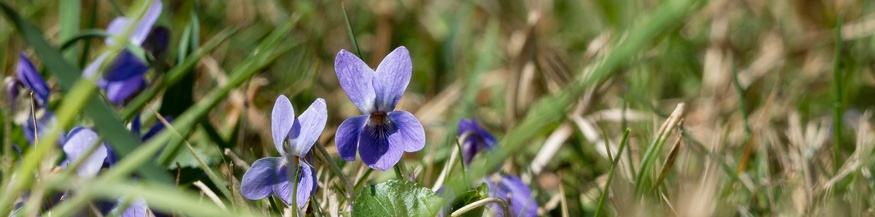 Veilchen