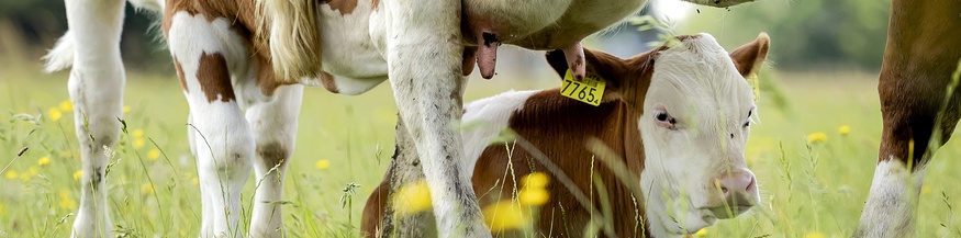 Kalb säugt bei Mutterkuh