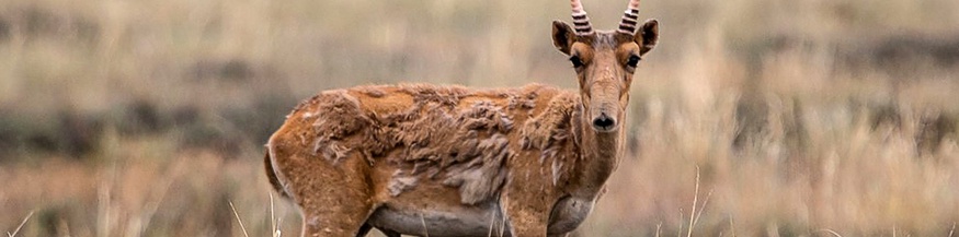 Saiga-Antilope