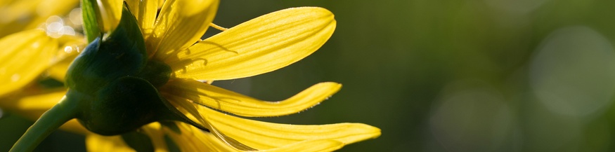 Gelbe Blume im Sommer
