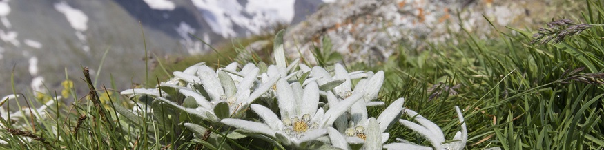 Edelweiß, Hohe Tauern, Nationalpark