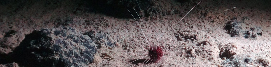 Meeresboden mit Tiefsee-Seeigel