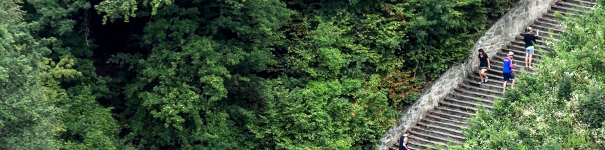 Waldstück mit Treppe