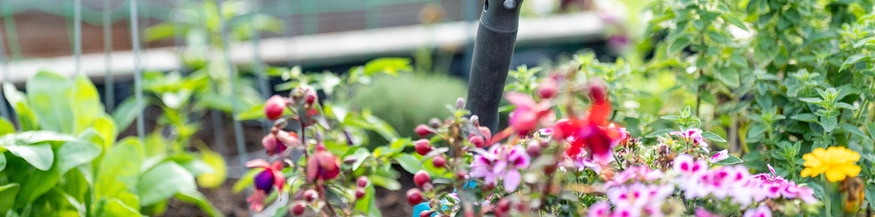 Gartenarbeit, Gemüseanbau, Balkonblumen