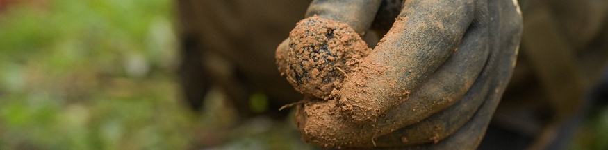 Mann hält mit Handschuh eine Trüffel