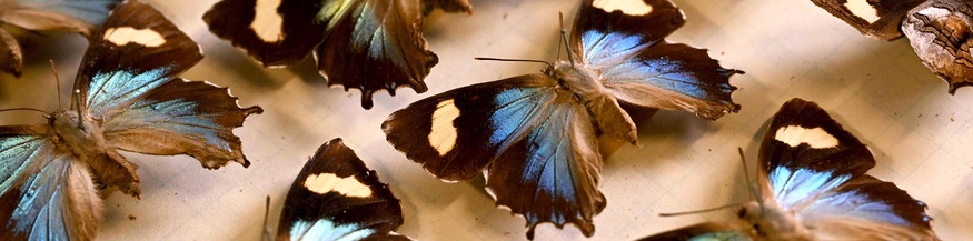 Schmetterlingssammlung