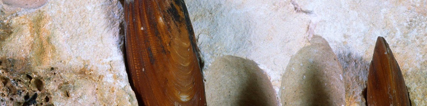 Adriatische Bohrmuschel in Stein