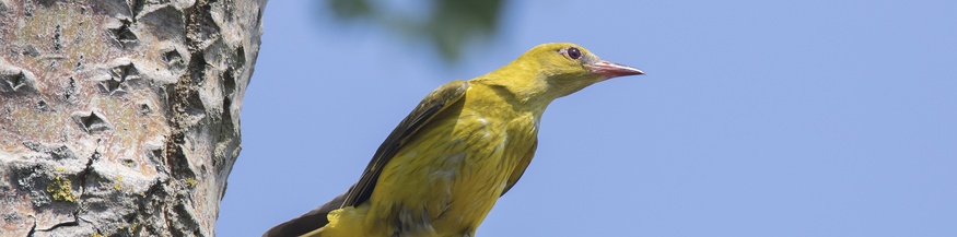 Pirol