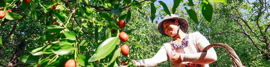 Chinesische Frau erntet Jujube, Apfeldattel